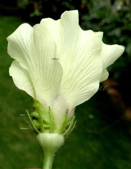  Flower (Lateral view)